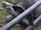 Galapagos tortoise up close!