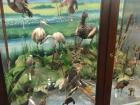 A display in a museum showing some of the many species of birds that can be found in Ecuador