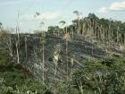 A rainforest burnt for crop planting (Google Images)