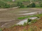 Rice patty fields after a harvest.