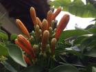 Orange flowers, still unopened, in Antigua