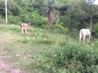 Cattle from a nearby village