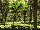 One of the castor oil trees giving shade 