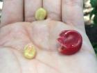 Most cherries contain two seeds that are sticky