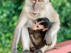 Two monkeys sit on a rail near a beach in Kuantan, Pahang