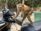 A mischievous monkey tried to steal our motorbike on "Monkey Hill" in Thailand