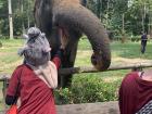 Feeding the elephants at the sanctuary