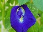 This flower is used to turn the rice blue