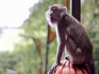 A monkey at Batu Caves in Kuala Lumpur