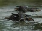 If you're lucky, you might see a water buffalo in the river