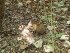 A capybara in the woods