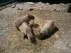 Capybaras lounging around