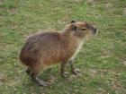 A nice shot of a capybara