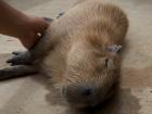This captive capybara loved petting!