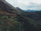 The mountains of Minas Gerais make a good home for the Araucária