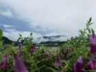 View of the mountains through flowers