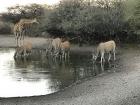 During a game drive you may see other animals all together at once. These animals were sharing a body of water.
