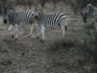 If you look closely, you can see the brown in the stripes of the zebra