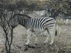 This is a picture of a zebra that we saw on the Khama Rhino Game drive. A game drive is a ride through nature to see animals in their natural habitat