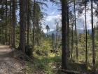 The forest in Slovenia where you find the bears that I research (photo taken in the fall)