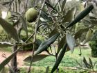 The olives are green and soft when they are still on the branch