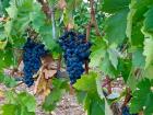 Grapes are abundant in La Rioja!
