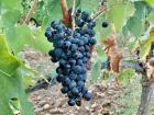 Healthy grapes ready to be harvested