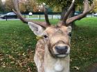 Deer in Phoenix Park, one of my favorite spots in Dublin
