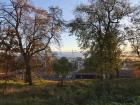 Viewing the city through Phoenix Park trees