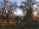 Viewing the city through Phoenix Park trees