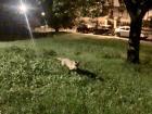 A fox came within a few feet of me