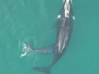 A southern right whale baby nursing on its mother