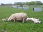 Some pigs living in Denmark on a beautiful green farm