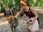 In the Deer Park in Aarhus, the wild deer like to eat carrots and apples right out of your hand
