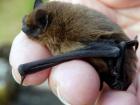 Another common pipistrelle (Google Images)
