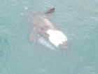 Southern right whales love to roll, and here you can see the mom whale on her back, exposing her white belly, with her calf under her right fin