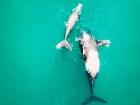 I study Southern Right Whales, which live in Argentina for part of the year while the mothers feed the babies