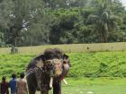 A decorated elephant