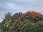 Spathodea campanulata (African tulip tree) outside my window