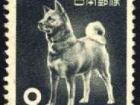 This is "Tachibana", one of the few Akita Inu to survive the war, on a stamp from 1953