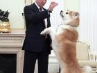 This is Vladmir Putin with his Akita Inu, Yume. She was a gift to him after Russia aided Japan after the Great East Japan Earthquake in 2011.