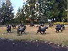 This is a circle of Akita Inu statues that I took a picture of at the Akita Prefectural Museum of Modern Art