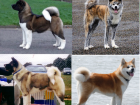 Pictures of the American Akita are on the left; the Akita Inu are on the right