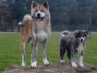 These are two brindle Akita Inu