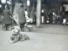 This is a picture of Hachiko waiting outside of Shibuya Station for his master