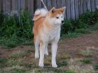 This is a young red Akita Inu female