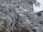 This is a persimmon tree on campus covered in snow--I'd never seen snow much snow on so many trees before without it falling off!