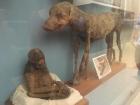 Egyptian animal mummies