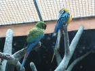 A couple of parrots practicing their foreign language skills in Russia