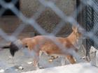 The dholes are so fast that I could barely get a still picture! 